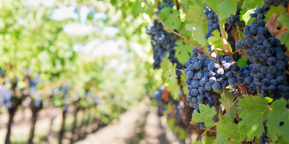 MISE – Fondo Investimento Imprese Agricole: contributo a fondo perduto fino a € 20.000,00